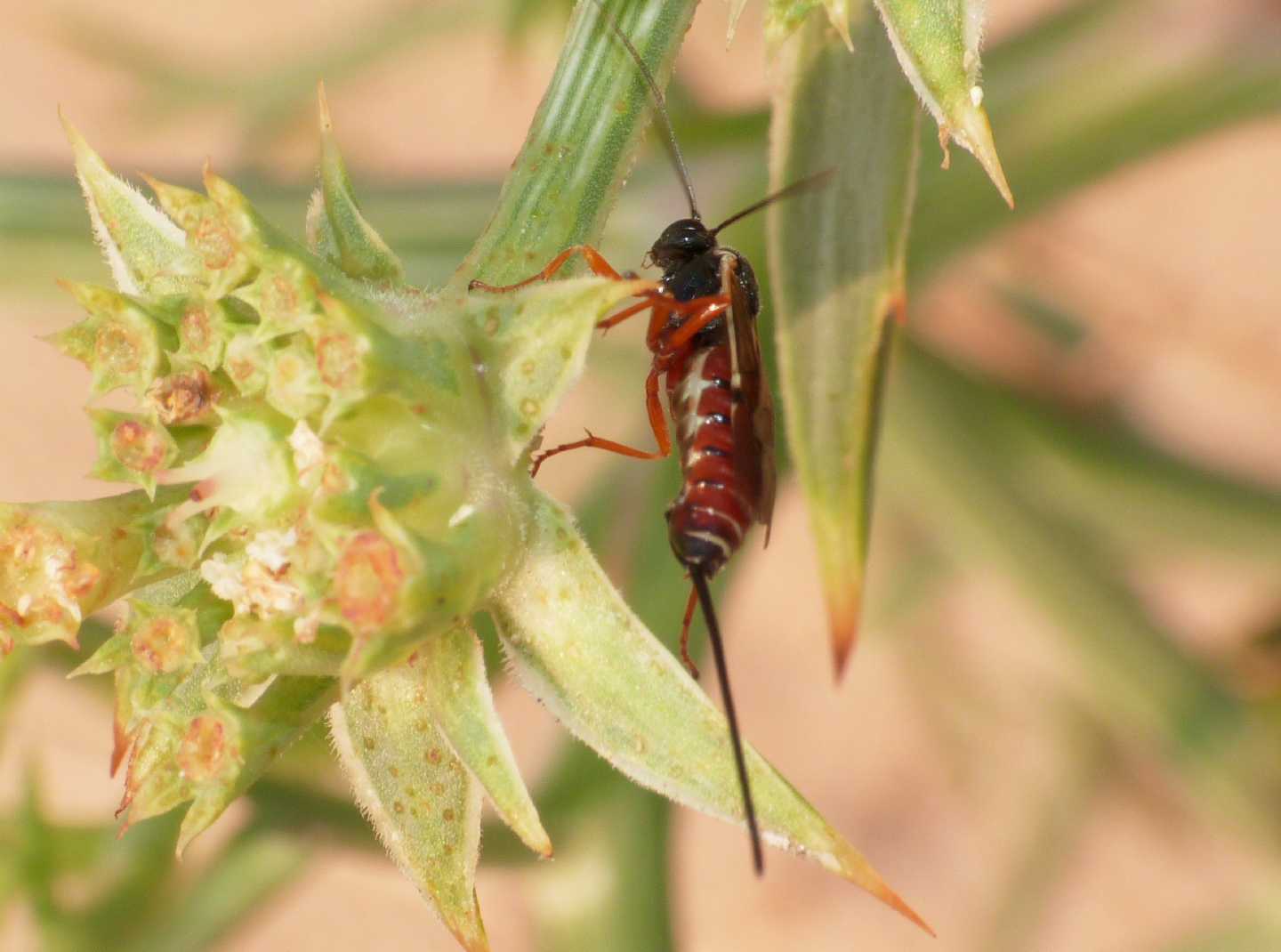 Ichneumonidae Pimplinae